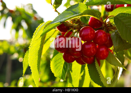 Kirschen auf einem Kirschbaum Ast hängen. Stockfoto