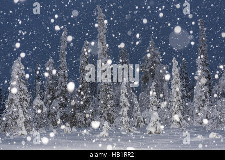 Schneefall, Lappland, Schweden Stockfoto