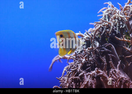 Kupfer-banded Butterflyfish, Chelmon rostratus Stockfoto