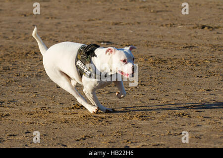 Hund spielt am Strand, Ainsdale, Merseyside. UK Wetter. 4. Dezember 2016. Aktivitäten am Strand mit Tauben Hund die Leine. Kalt, ruhig & vereinbarte Bedingungen auf der umfangreichen Küstensand der Nordwestküste in der Nähe von Southport. Credit: MediaWorldImages/Alamy leben Nachrichten Stockfoto