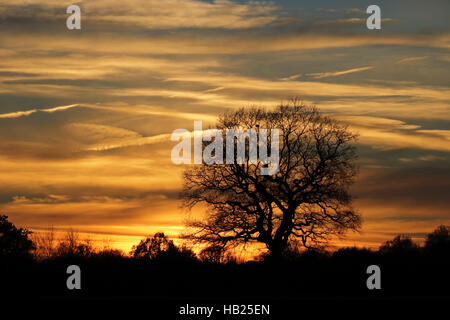 Tolworth, Surrey, UK. 4. Dezember 2016. Eiche in Silhouette gegen einen goldenen Sonnenuntergang in Tolworth Court Farm, Surrey, UK. Bildnachweis: Julia Gavin UK/Alamy Live-Nachrichten Stockfoto