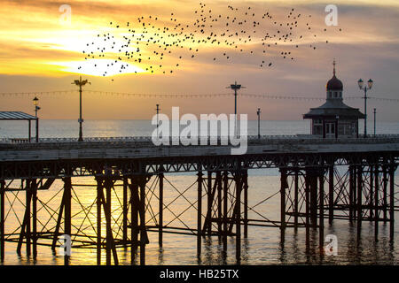 Blackpool, Lancashire, UK Wetter. 4. Dezember 2016. Sonnenuntergang und Stare über North Pier. Nach einigen Tagen des kalten Wetters versammeln sich immer größere Gruppen der Vögel auf dem Gelände der Burg.   Die Herden haben exponentiell durch die Zugabe von Zugvögel aus Skandinavien schwoll wurde. Bildnachweis: Mediaworld Bilder/Alamy Live-Nachrichten Stockfoto