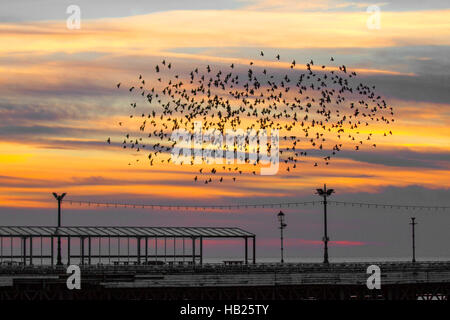 Blackpool, Lancashire, UK Wetter. 4. Dezember 2016. Sonnenuntergang und Stare über North Pier. Nach einigen Tagen des kalten Wetters versammeln sich immer größere Gruppen der Vögel auf dem Gelände der Burg.   Die Herden haben exponentiell durch die Zugabe von Zugvögel aus Skandinavien schwoll wurde. Bildnachweis: Mediaworld Bilder/Alamy Live-Nachrichten Stockfoto