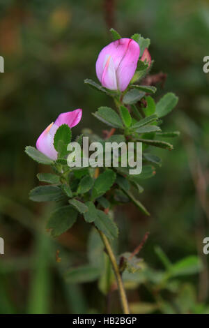 Gemeinsamen Restharrow, Ononis repens Stockfoto