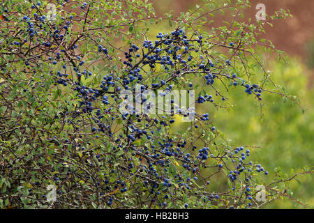 Schlehe, Prunus spinosa Stockfoto