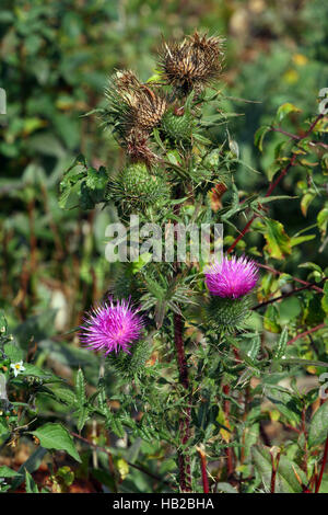 Nickenden Distel, Blütenstandsboden nutans Stockfoto