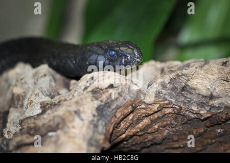 marokkanischen schwarze Kobra Stockfoto