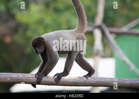 Affe sitzt im Natur Park, Manaus, Brasilien Stockfoto