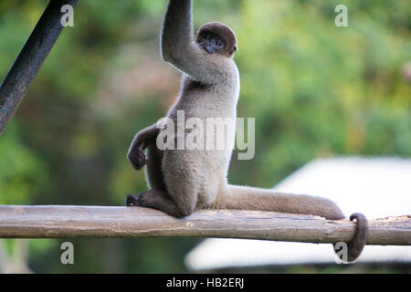 Schimpanse auf einem Ast im Zoo von Manaus, Brasilien. Stockfoto