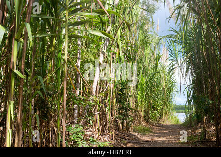 Wanderweg im Bambus-Wald mit Blick auf Fluss, Serere Madidi, Bolivien Stockfoto