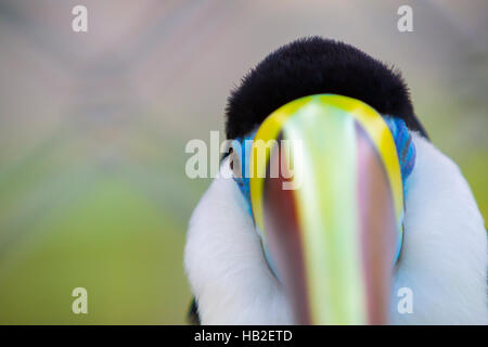 Bunten Tukan Vogel in Manaus, Amazonas. Brazilien Stockfoto