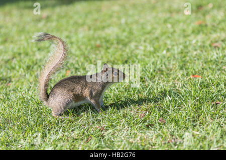 Eichhörnchen (Sciurus Carolinensis) Staring, Winter Park, Orlando, Florida Stockfoto