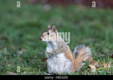 Eichhörnchen (Sciurus Carolinensis) Staring, Winter Park, Orlando, Florida Stockfoto