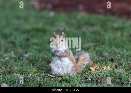 Eichhörnchen (Sciurus Carolinensis) Staring, Winter Park, Orlando, Florida Stockfoto