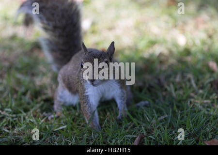 Eichhörnchen (Sciurus Carolinensis) Staring, Winter Park, Orlando, Florida Stockfoto