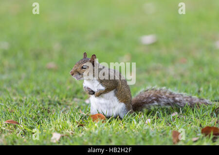 Eichhörnchen (Sciurus Carolinensis) Staring, Winter Park, Orlando, Florida Stockfoto