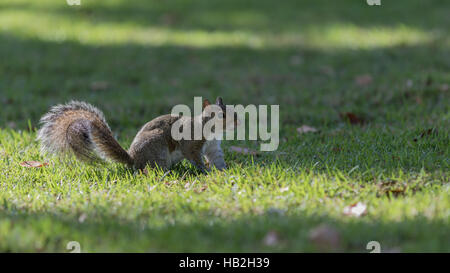 Eichhörnchen (Sciurus Carolinensis) Staring, Winter Park, Orlando, Florida Stockfoto