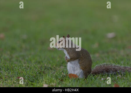 Eichhörnchen (Sciurus Carolinensis) Staring, Winter Park, Orlando, Florida Stockfoto