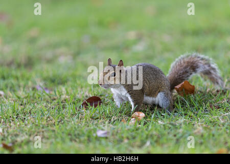 Eichhörnchen (Sciurus Carolinensis) Staring, Winter Park, Orlando, Florida Stockfoto