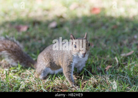 Eichhörnchen (Sciurus Carolinensis) Staring, Winter Park, Orlando, Florida Stockfoto