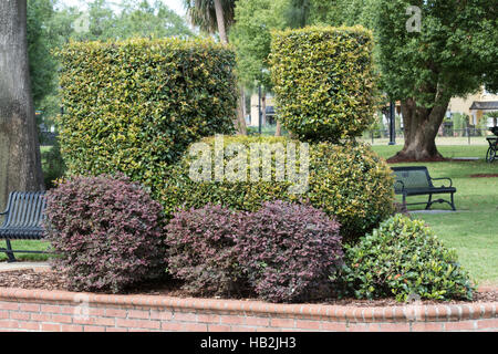 Eine Dampfmaschine geformt Bush in Winter Park, Orlando, Florida Stockfoto