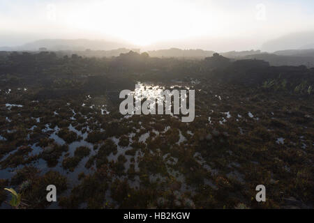 Landschaft mit Wasser und Reflexionen von endemischen Pflanzen und Blumen auf dem Gipfel des Mount Roraima Tepui am frühen Morgen, Gran Sabana. Venezuela Stockfoto