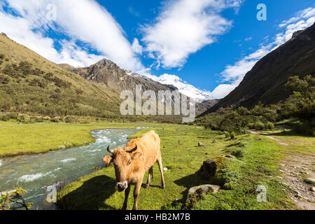 Schneebedeckte Berggipfel und Kuh im Feld, Cordillera Blanca, Stockfoto