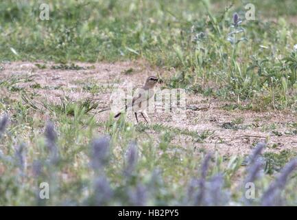 Isabellinische Steinschmätzer, Dolni Glavanak, Bulgarien Stockfoto