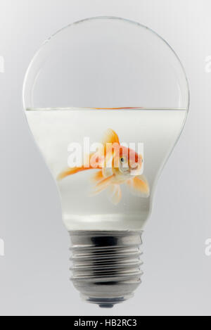 Goldfisch in einer Glühbirne Stockfoto