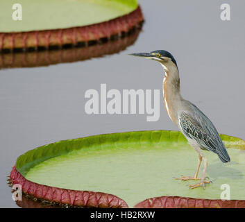 Gekerbten Heron (Butorides Striata) auf eine riesige Seerosenblatt Stockfoto