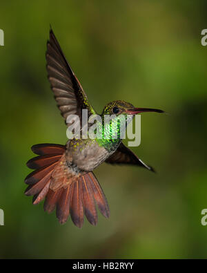 Rufous-tailed Kolibri (Amazilia Tzacati) im Flug Stockfoto