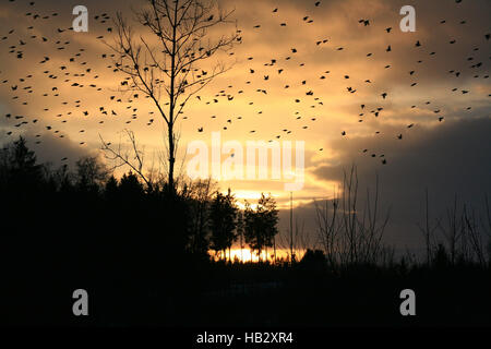 Bergfinken bei Sonnenuntergang in Hasel Stockfoto