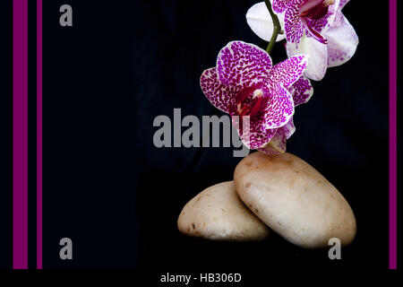 Rosa Orchidee auf Zen Steinen. Stockfoto