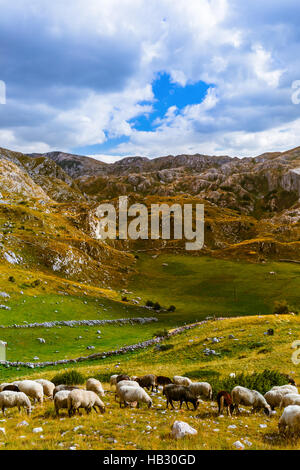 Schafe in nationalen Bergen Parken Durmitor - Montenegro Stockfoto