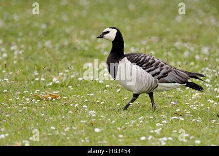 Barnacle goose Stockfoto