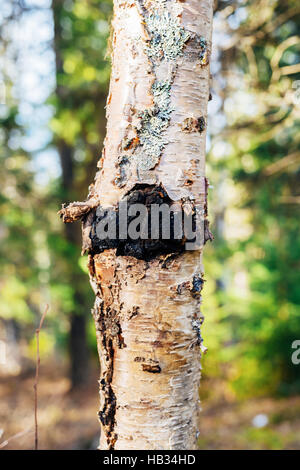 Chaga Pilz (Inonotus Obliquus) wächst auf einer Papier-Birke in British Columbia, Kanada Stockfoto