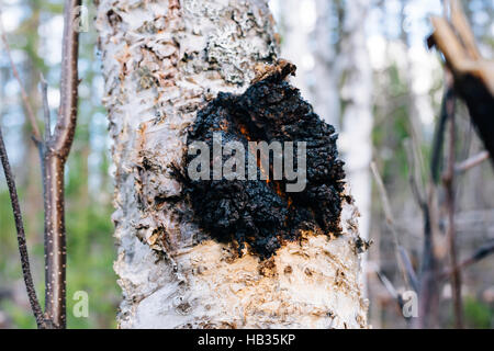 Chaga Pilz (Inonotus Obliquus) wächst auf einer Papier-Birke in British Columbia, Kanada Stockfoto