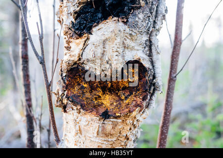 Die herzförmigen Narbe hinterlassen vom Schneiden eines Chaga Pilzes (Inonotus Obliquus) aus einer Papier-Birke in British Columbia, Kanada Stockfoto