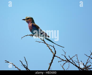 Lilac-breasted Roller in Namibia Afrika Stockfoto