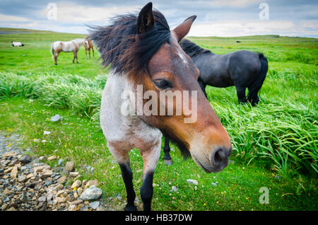 Gemalte Pferd kommt nah an der Kamera.  Saftigen grünen Wiese Gras, bewölktem Tag. Stockfoto
