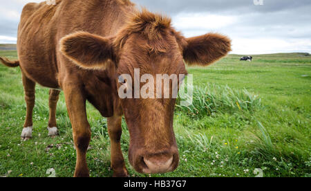 Nahaufnahme von Jersey Kuh Gras mit Kopf gesenkt, Blick in die Kamera. Stockfoto