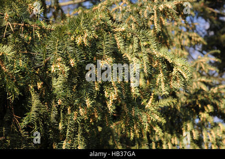 Taxus Baccata, Eibe, blühende Zweige Stockfoto