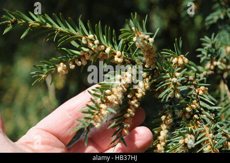 Taxus Baccata, Eibe, staubigen pollen Stockfotografie - Alamy