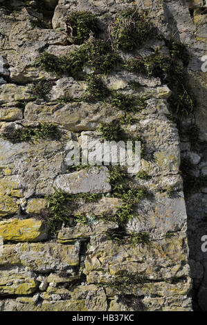 Asplenium Trichomanes, tausend spleenwort Stockfoto