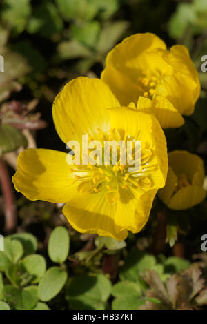Eranthis Hyemalis Winterling, Winter Aconitum Stockfoto