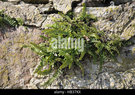 Asplenium Trichomanes, tausend spleenwort Stockfoto