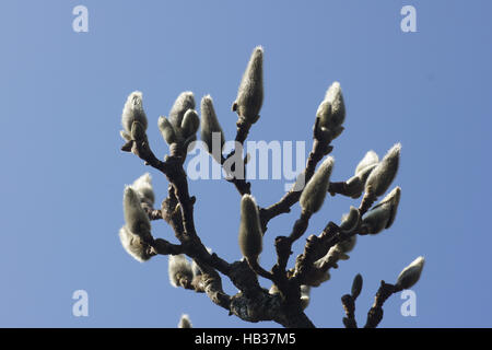 Magnolia x Soulangiana, Soucer Magnolie, Knospen Stockfoto