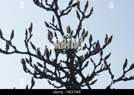 Magnolia x Soulangiana, Soucer Magnolie, Knospen Stockfoto