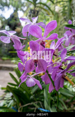 Schöne Orchideen blühen im Garten. Thailand Stockfoto