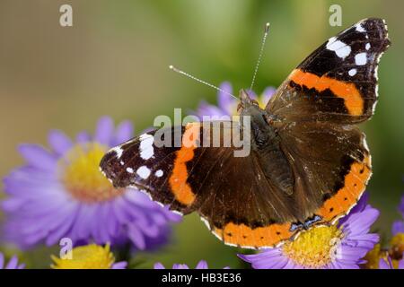 Vanessa Atalanta Stockfoto